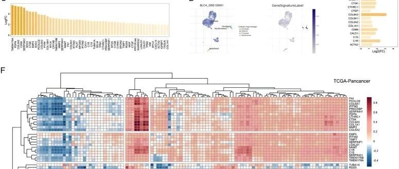 基于机器学习的单细胞和bulk RNA测序鉴定成纤维细胞特征及CD8+ T细胞-成纤维细胞亚型预测膀胱癌预后和免疫治疗反应