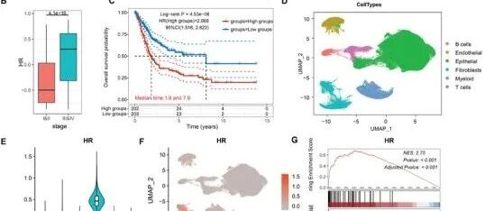单细胞RNA测序鉴定MMP11+癌相关成纤维细胞作为血管生成和膀胱癌进展的驱动因素